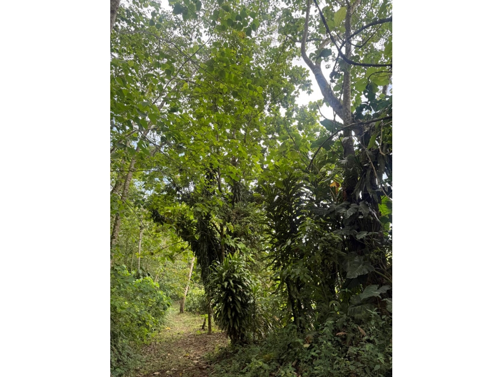 Pedro Vicente Maldonado, Hacienda, 116 Hectareas, 160.000m2 - 5