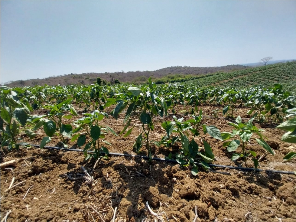 Finca Agrícola en Venta , Vía Calicanto Santa Elena 31,88 hectáreas - 6