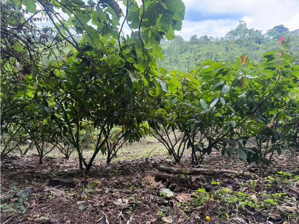 Pedro Vicente Maldonado, Hacienda, 116 Hectareas, 160.000m2 - 6
