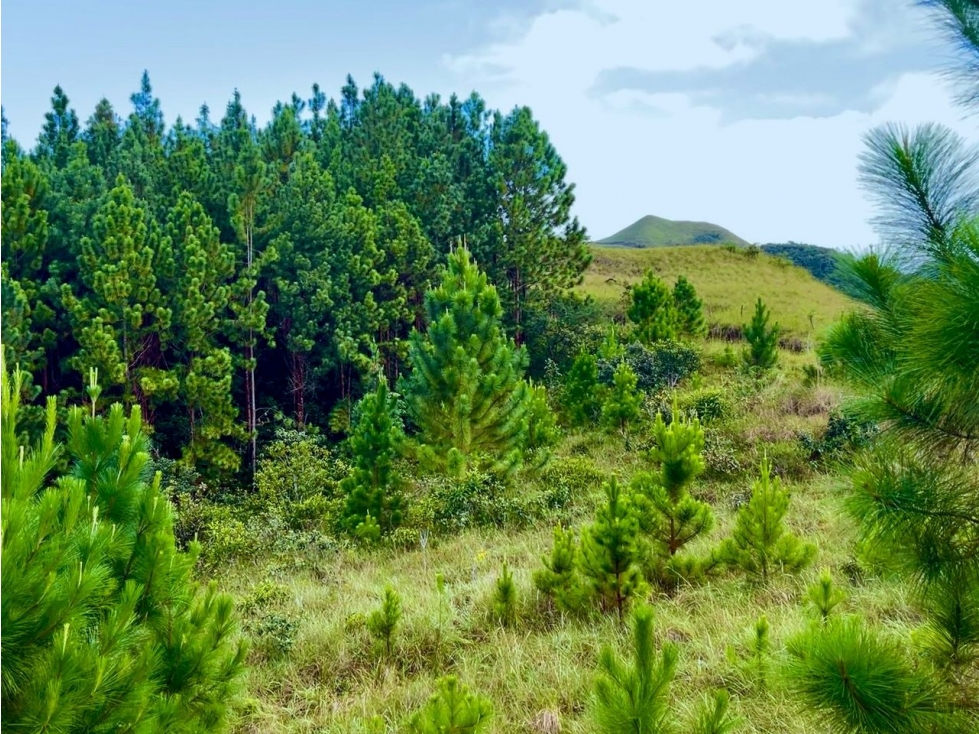 Finca en Macano, El Valle de Anton - 2