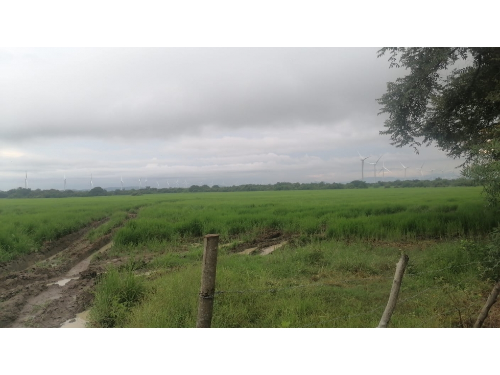 Se Vende Finca Plana en Penonome - 2
