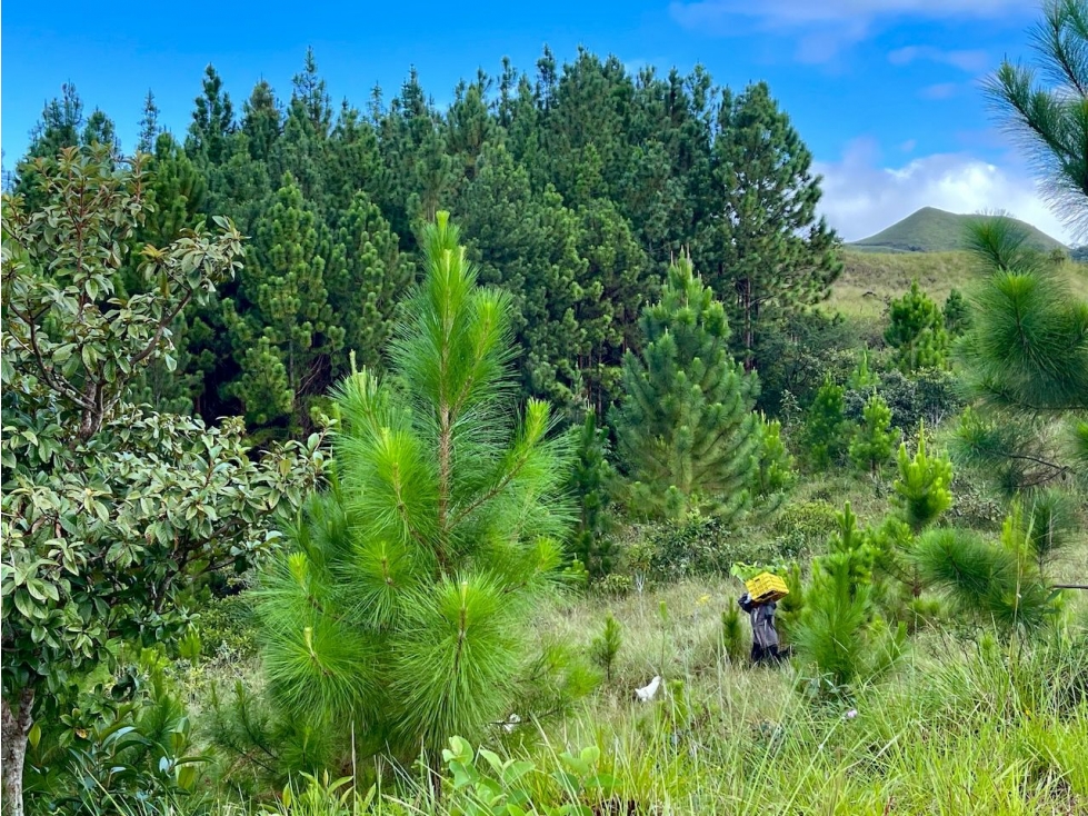 Finca en Macano, El Valle de Anton - 5