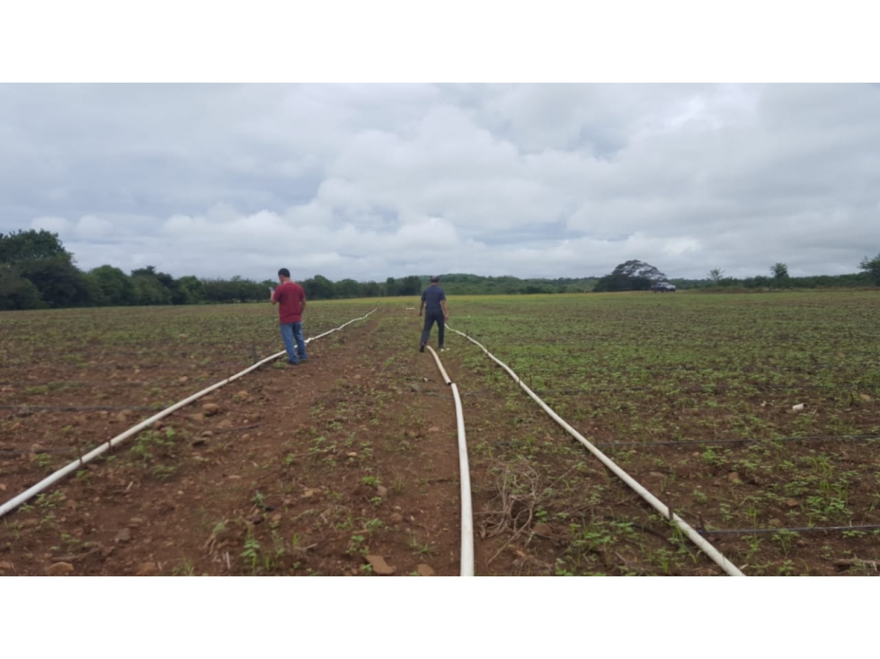 Se Vende Finca Churube Penonome - 3