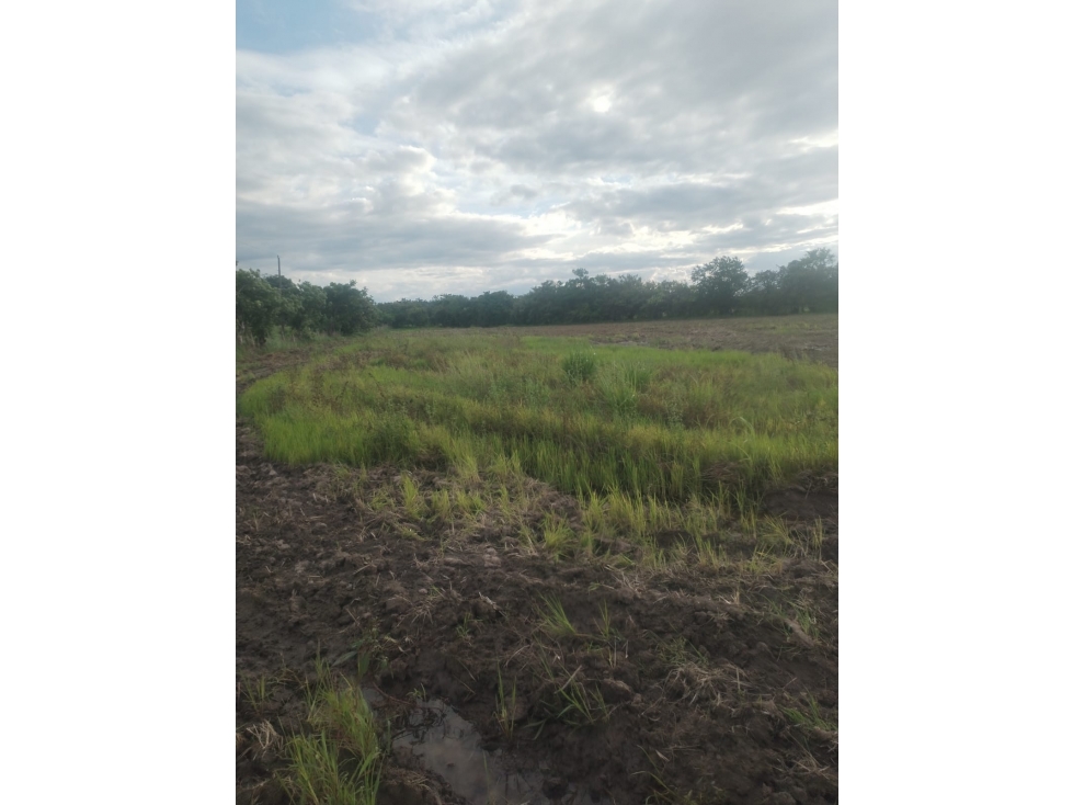 Se Vende Finca Plana en La Pintada Penonome - 4