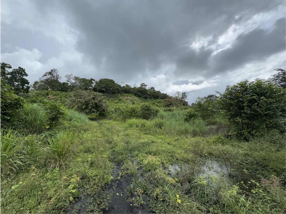 Finca 50 has en Buena Vista Colon - 5