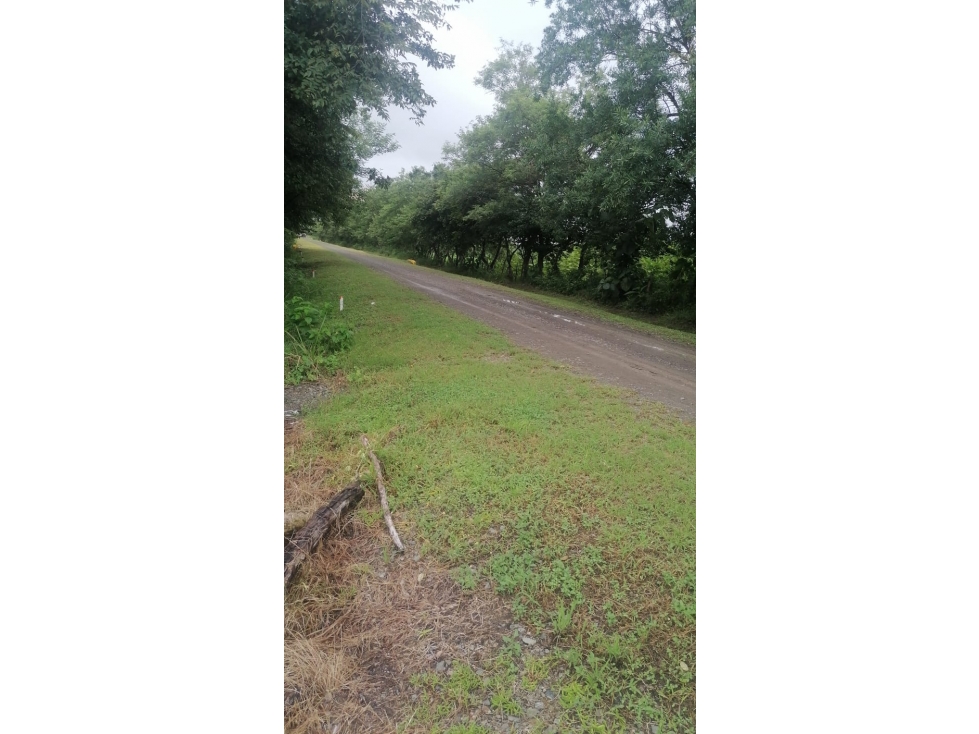Se Vende Finca Plana en Penonome - 4