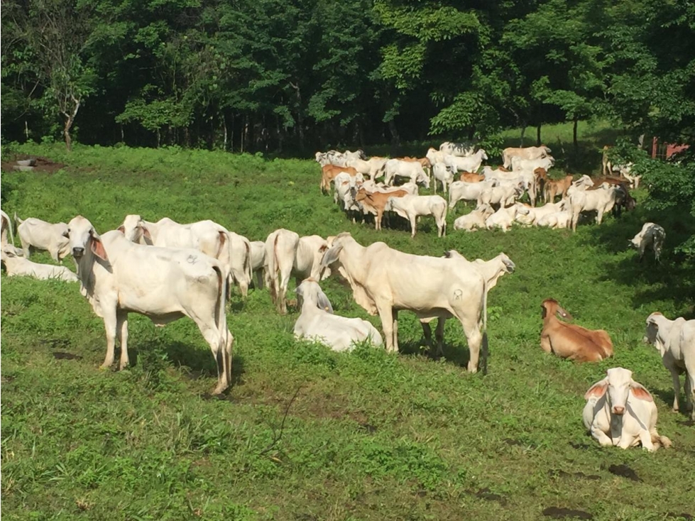 Hermosa Finca en Cative, Sona, Veraguas - 2