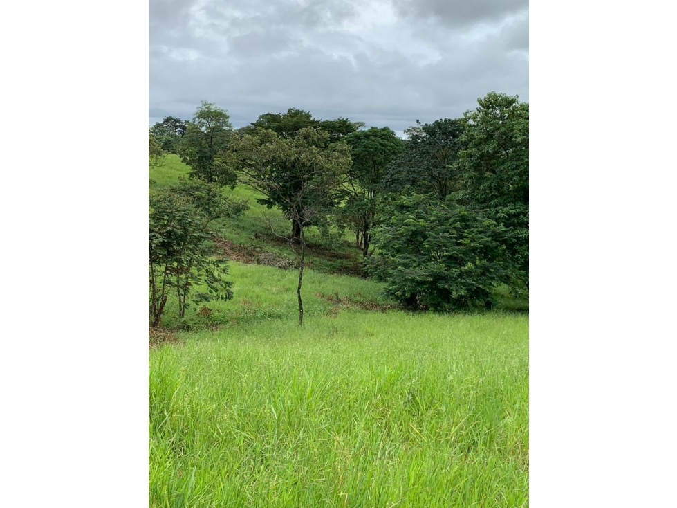 * Venta de finca en Tebario Veraguas - 3
