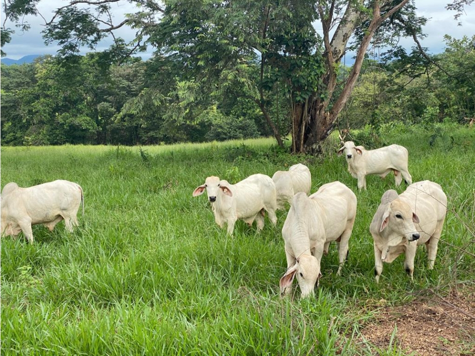 * Venta de finca en Tebario Veraguas - 5