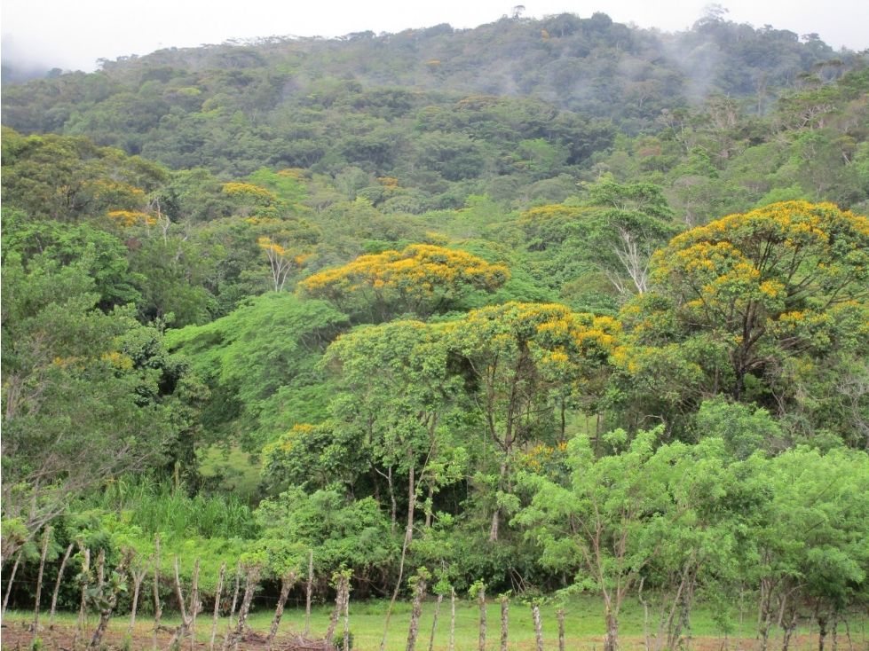 Lote de 95 ha en Penonomé - 5