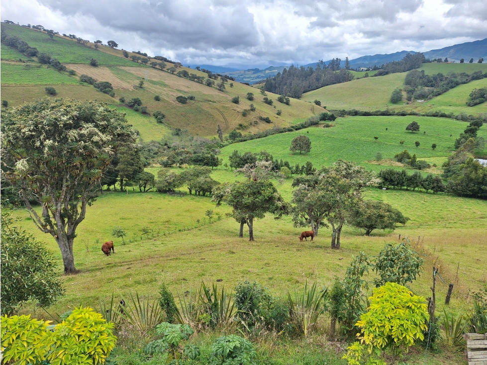 Vendo finca Sesquile Cundinamarca vereda Tilata Alto - 3
