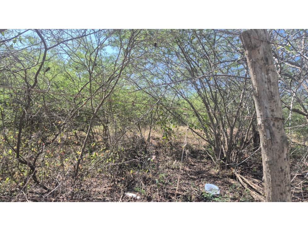 LOTE GALAPA BQUILLA - 6