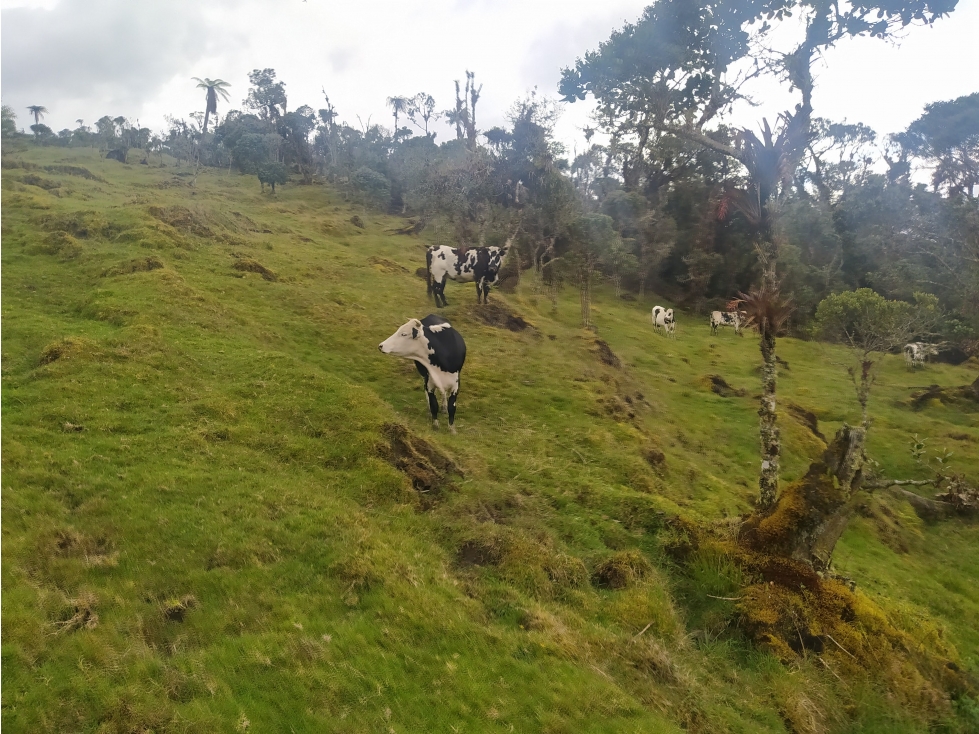 Venta de Finca Fomeque Cundinamarca - 3