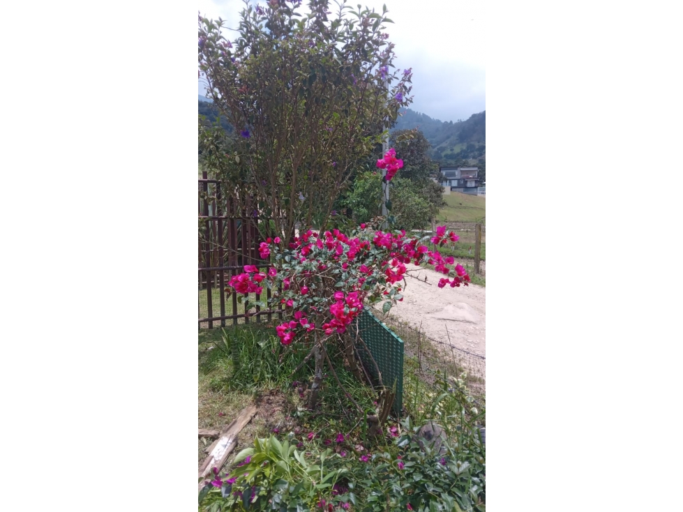 Vendo Lote Rura, Vereda La Victoria, Choachi Cundinamarca - 1