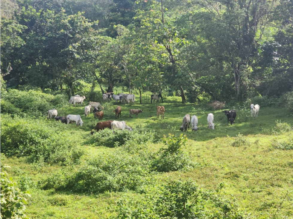 SE VENDE FINCA AGROPECUARIA EN COLÓN - 2