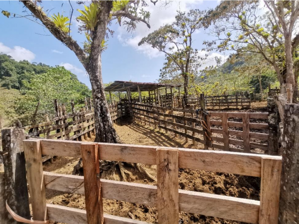 SE VENDE FINCA AGROPECUARIA EN COLÓN - 6