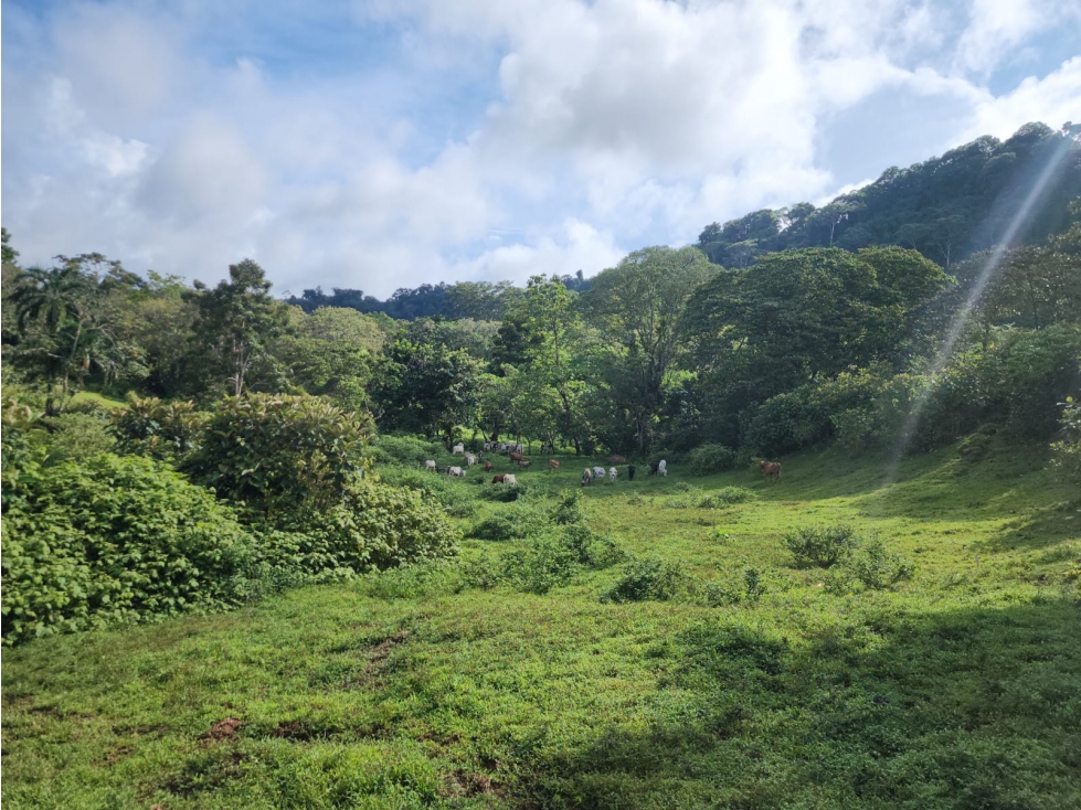 SE VENDE FINCA AGROPECUARIA EN COLÓN - 1