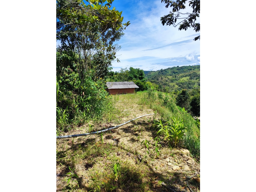 PRECIO DE OPORTUNIDAD FINCA EN VENTA EN COCORNA - 6