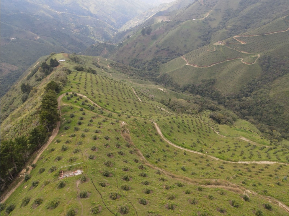 Venta de fincas agucates Hass entre Belmira y Sopetran COD9001