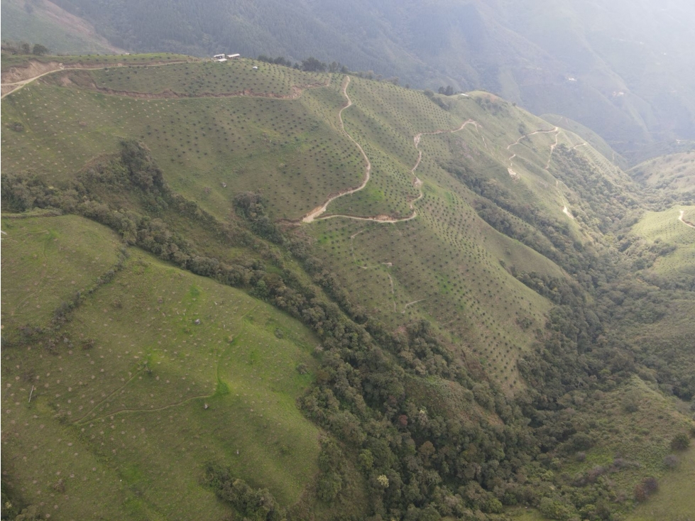 Venta de fincas agucates Hass entre Belmira y Sopetran COD9001 — foto 3