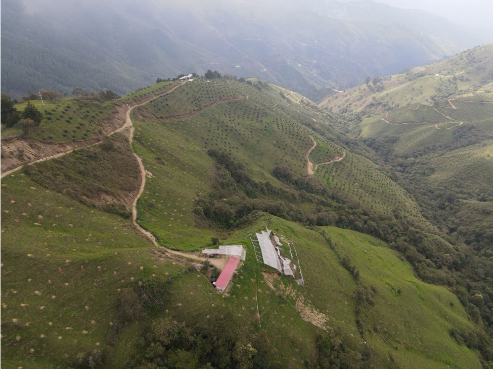 Venta de fincas agucates Hass entre Belmira y Sopetran COD9001 — foto 4