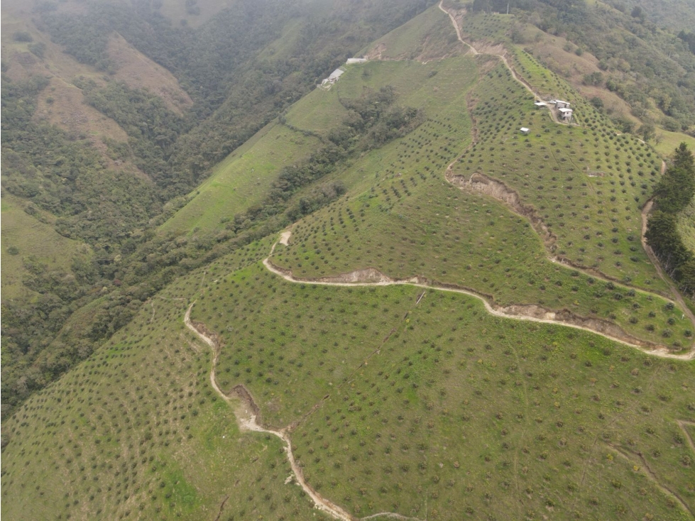 Venta de fincas agucates Hass entre Belmira y Sopetran COD9001 — foto 5