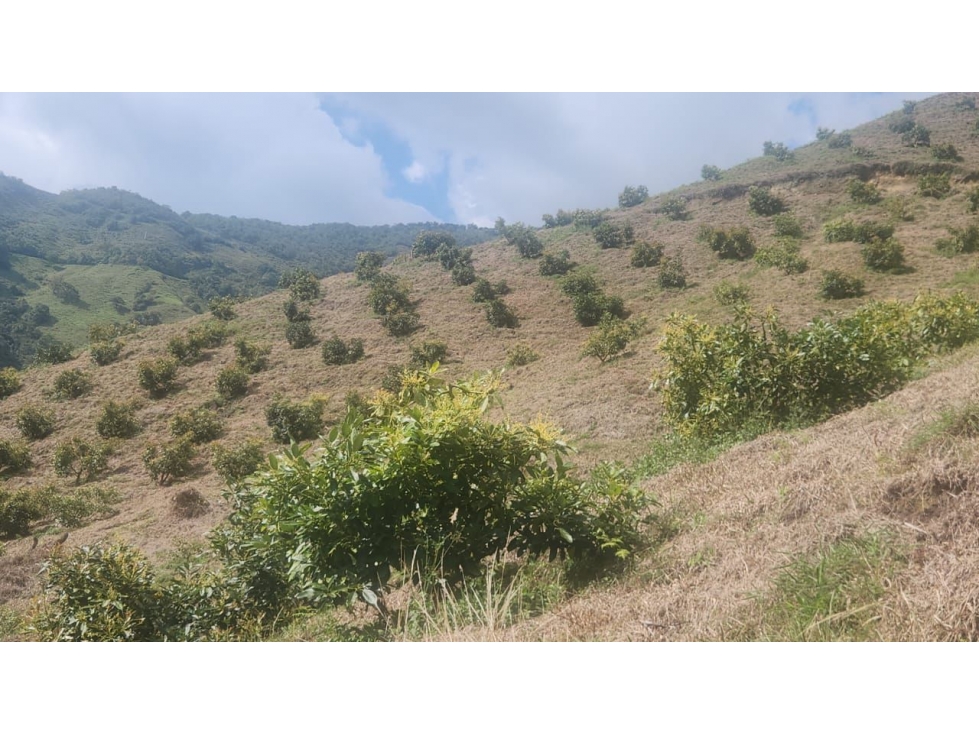Venta de fincas agucates Hass entre Belmira y Sopetran COD9001 — foto 6