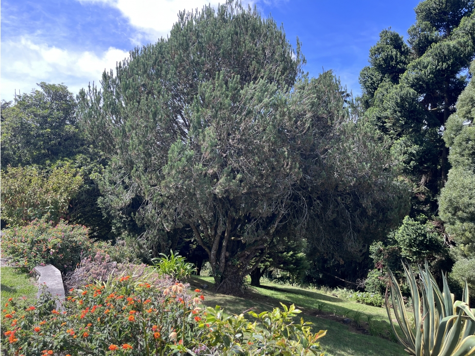 CASA FINCA PARA RENTA O VENTA EN EL SECTOR DE LA ACUARELA 1 SOLO NIVEL — foto 4