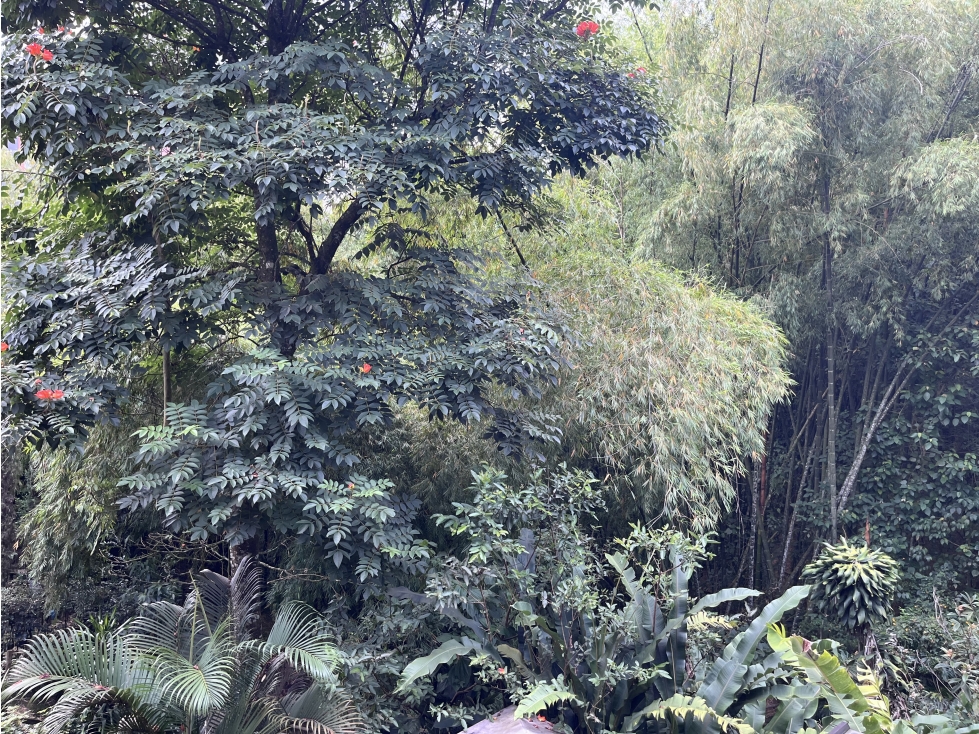 CASA PARA LA VENTA EN ENVIGADO SECTOR CUMBRES RODEADA DE NATURALEZA — foto 5