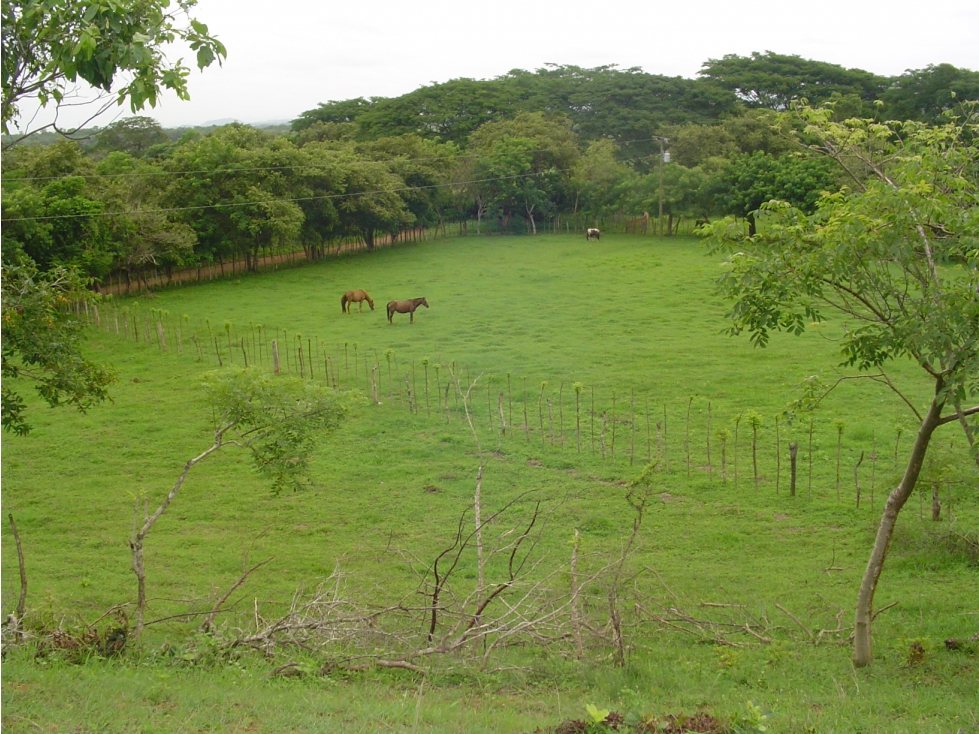 Venta de Finca de 17ha en Potuga - Herrera - 2