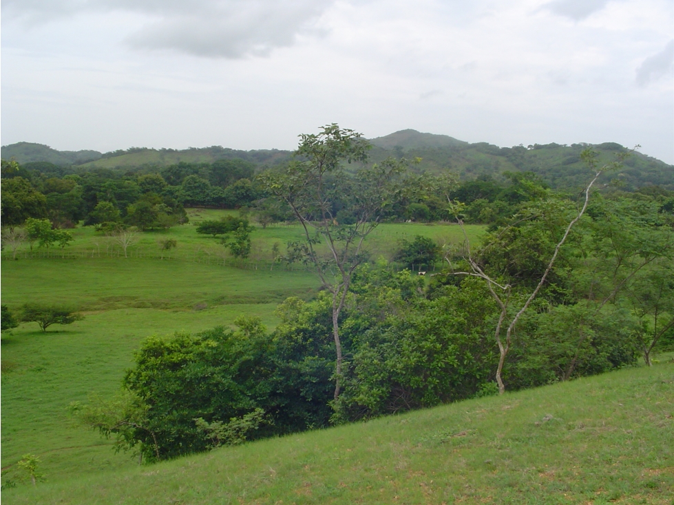 Venta de Finca de 17ha en Potuga - Herrera - 4