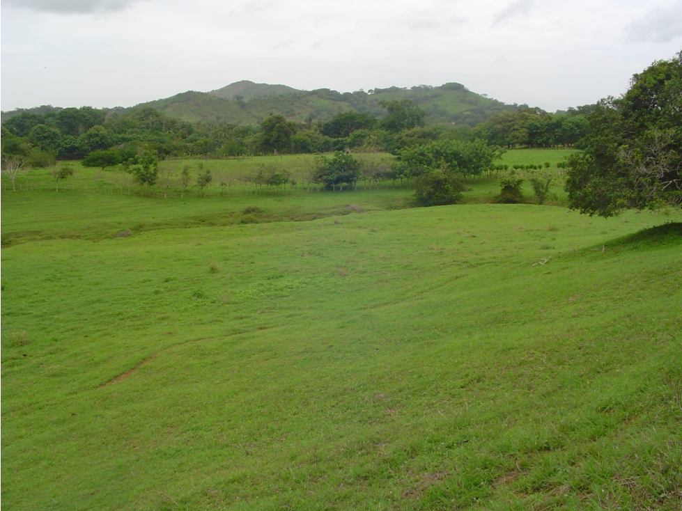 Venta de Finca de 17ha en Potuga - Herrera - 5
