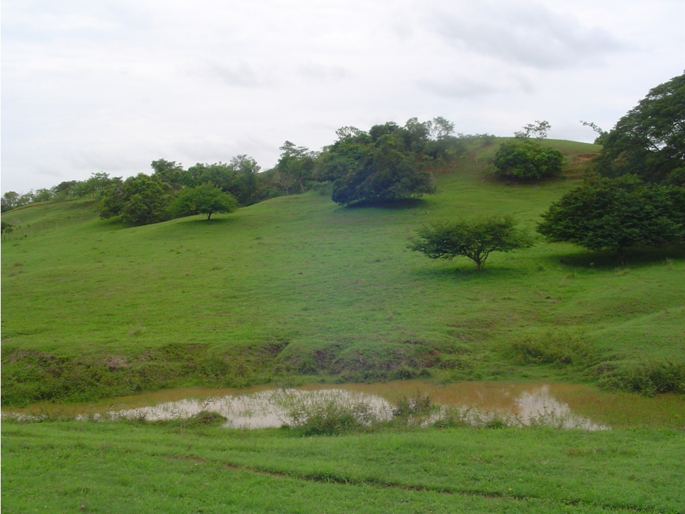 Venta de Finca de 17ha en Potuga - Herrera - 6