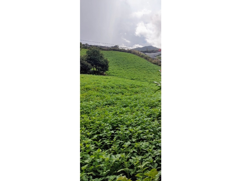 SE VENDE FINCA El Carmen de Viboral (Vereda La Chapa) El Vergel