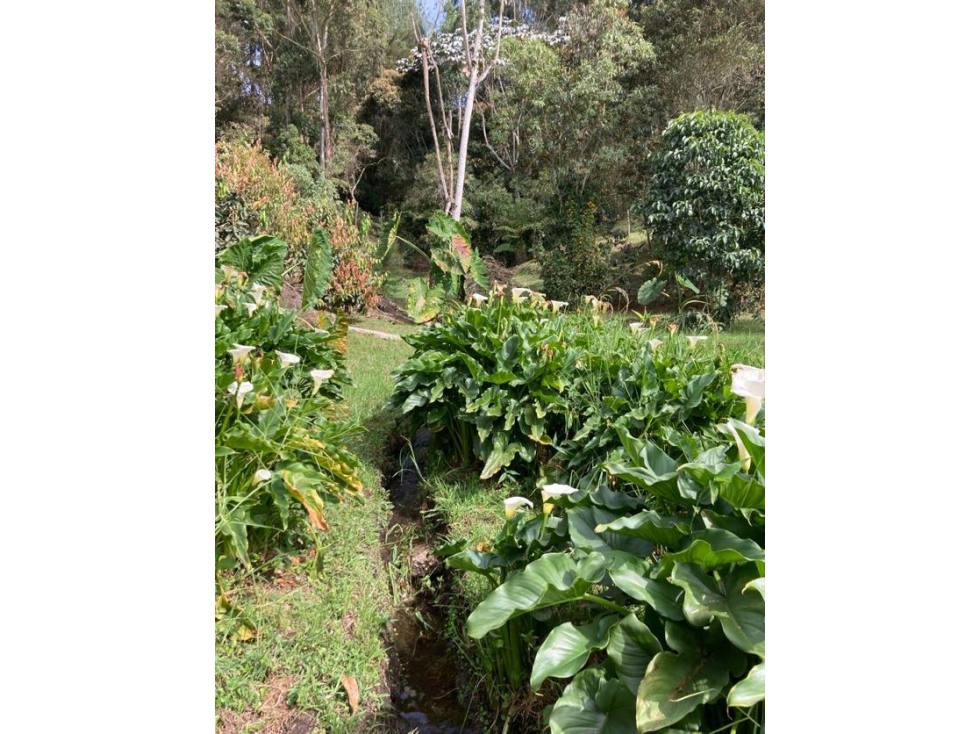 VENDO Lote de 14.650 mts con casa tipo chalet /La Ceja (Ant) — foto 3