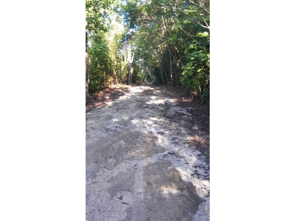 Se vende terreno de 1 hectárea en av Leona Vicario, cún — foto 2