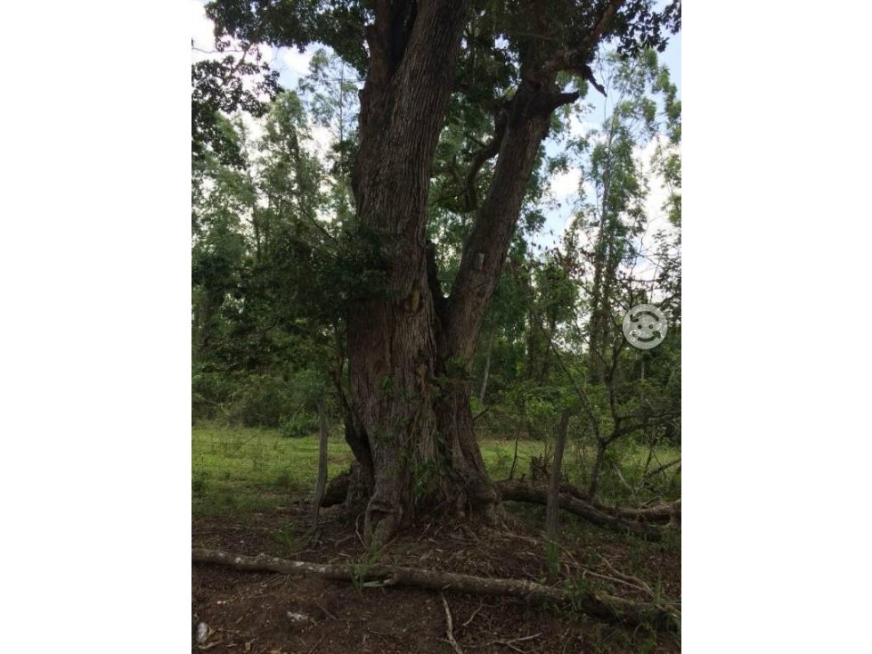 VENTA - Rancho El Faustino, 250ha, Balancan, Tab. - 3