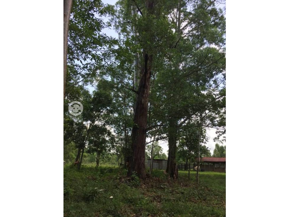 VENTA - Rancho El Faustino, 250ha, Balancan, Tab. - 5