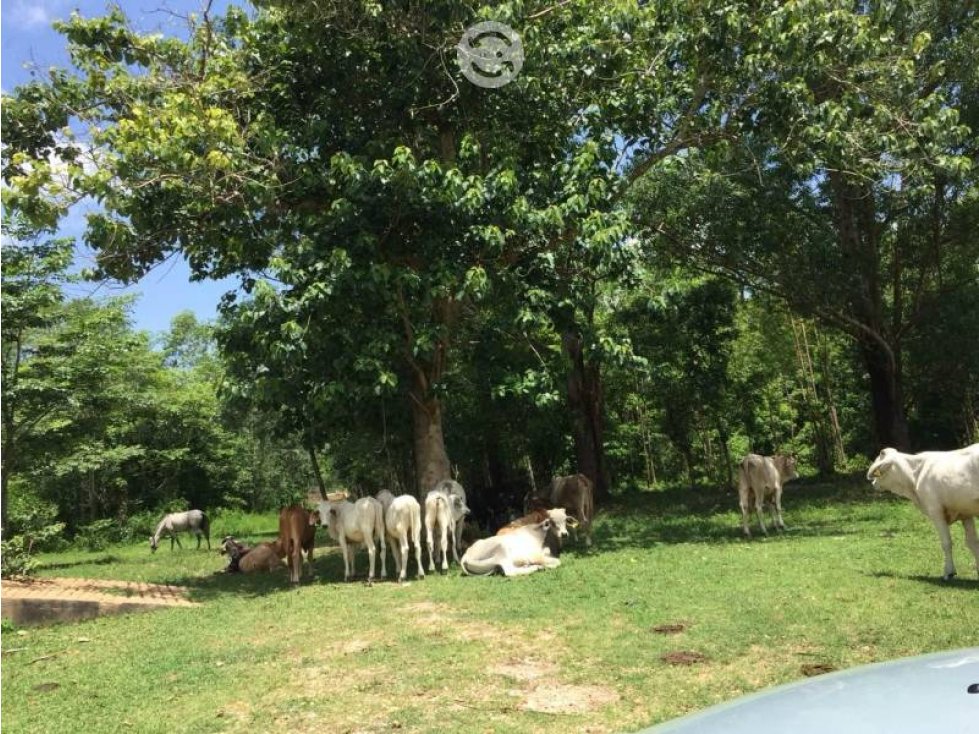 VENTA - Rancho El Faustino, 250ha, Balancan, Tab. - 6