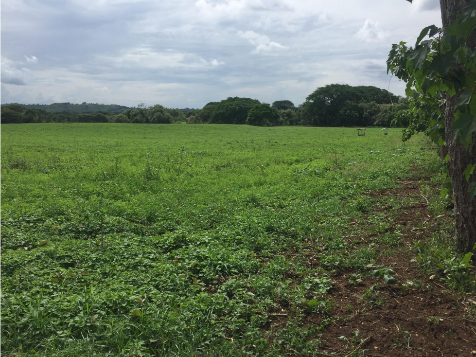 SE VENDE TERRENO EN GUARARE - EXCELENTE UBICACIÖN - 2