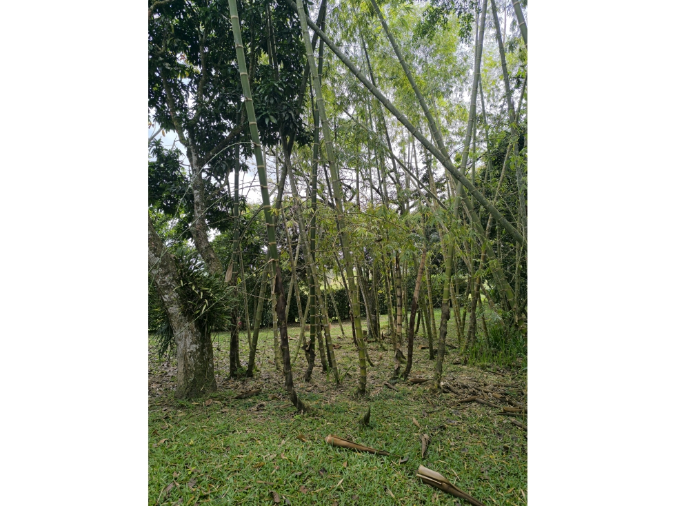 FINCA EN VENTA VENECIA ANTIOQUIA — foto 5