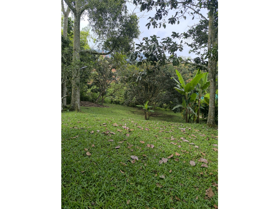 FINCA EN VENTA VENECIA ANTIOQUIA — foto 4