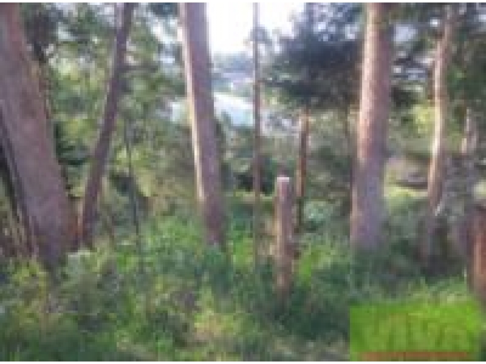 LOTE EN VENTA, VEREDA EL CHAGUALO, MARINILLA