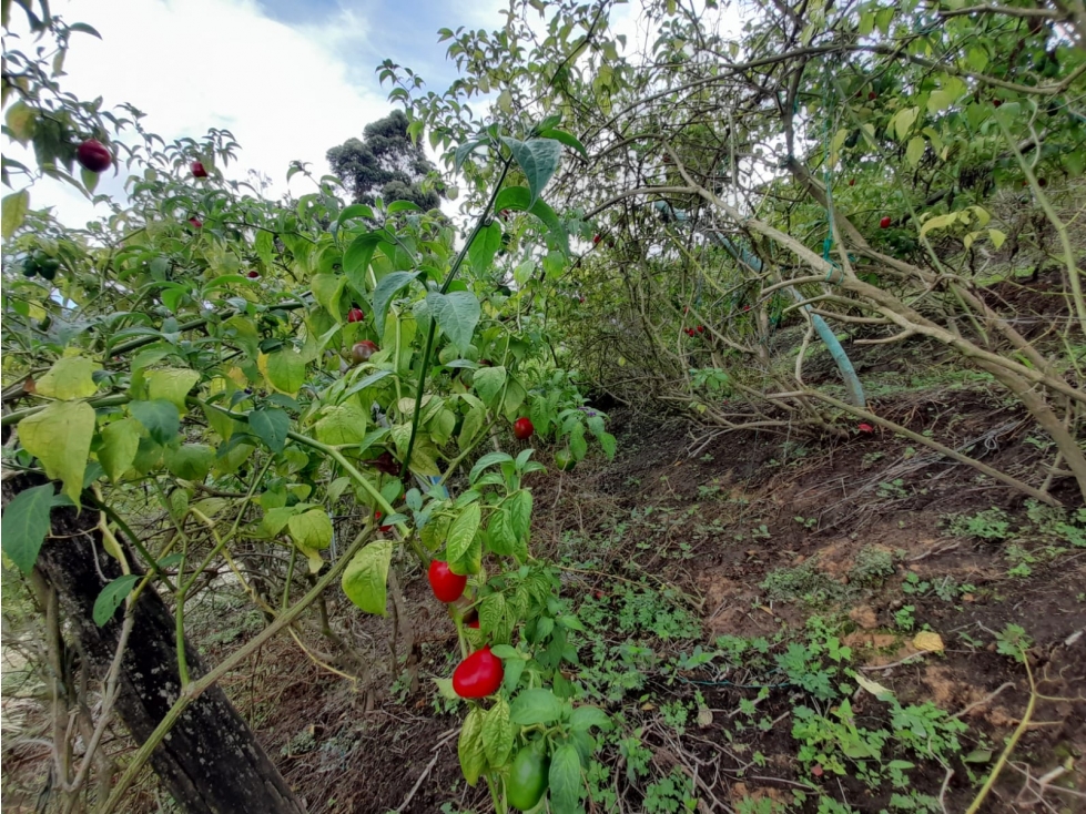 FINCA EN VENTA, VEREDA LA ALDANA, EL SANTUARIO - 3