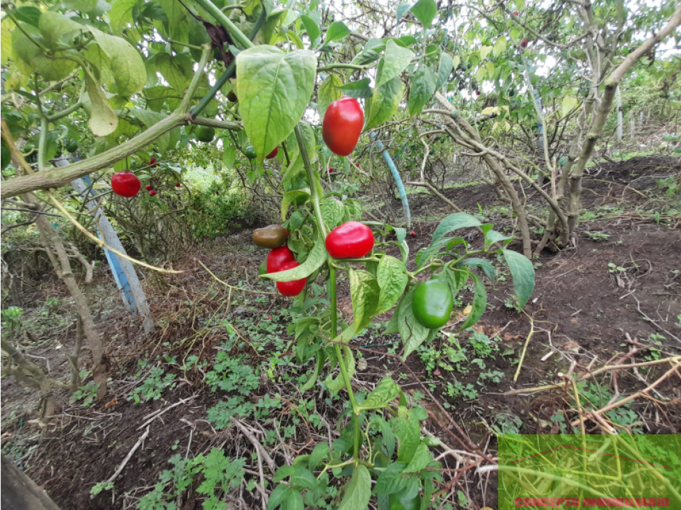 SE VENDE FINCA EN VEREDA LA ALDANA,EL SANTUARIO - 4