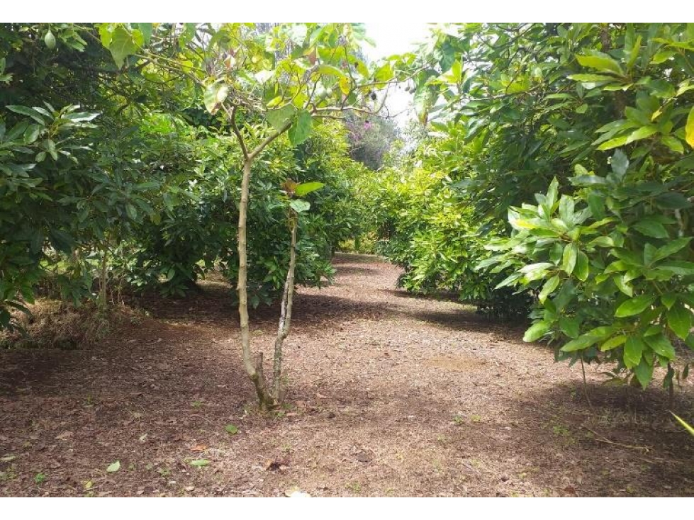 SE VENDE FINCA EN ALTO DEL MERCADO,MARINILLA — foto 6