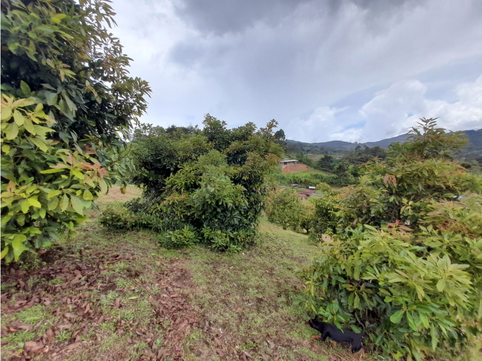 FINCA EN VENTA, VEREDA LA ALDANA, EL SANTUARIO - 2