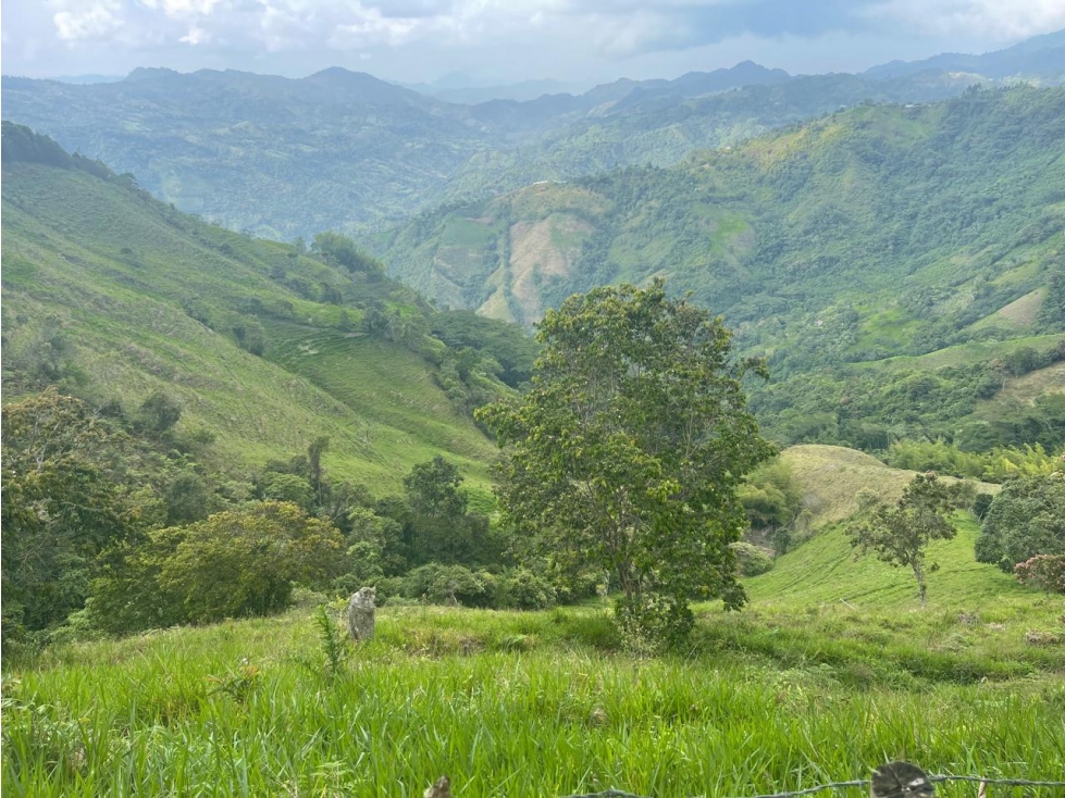 VENDO FINCA EN PACHO-CUNDINAMARCA - 4