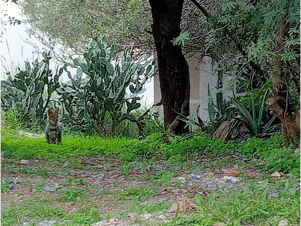 TERRENO EN VENTA LA CALERA CINCO LOMAS - 2