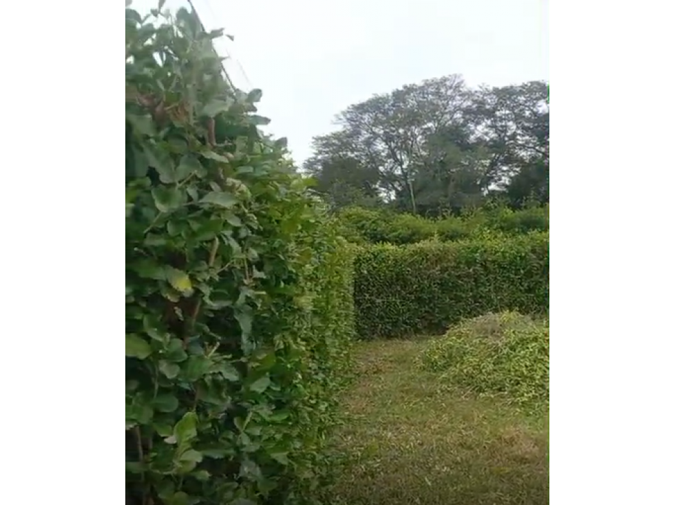 LOTE DE 2.500 M2 EN VENTA, APIAY, VIA PUERTO LOPEZ - 4